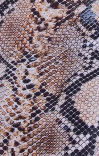 Swatch of Snakeskin